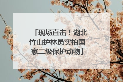 现场直击！湖北竹山护林员实拍国家二级保护动物
