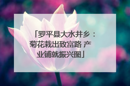 罗平县大水井乡：菊花栽出致富路 产业铺就振兴图