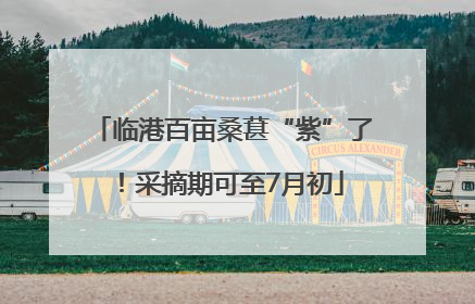 临港百亩桑葚“紫”了！采摘期可至7月初