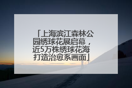 上海滨江森林公园绣球花展启幕，近5万株绣球花海打造治愈系画面