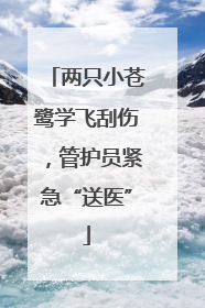 两只小苍鹭学飞刮伤，管护员紧急“送医”