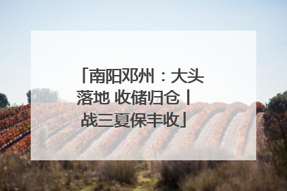 南阳邓州：大头落地 收储归仓丨战三夏保丰收