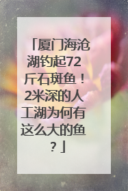 厦门海沧湖钓起72斤石斑鱼！2米深的人工湖为何有这么大的鱼？
