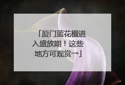 厦门蓝花楹进入盛放期！这些地方可观赏→