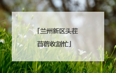兰州新区头茬苜蓿收割忙