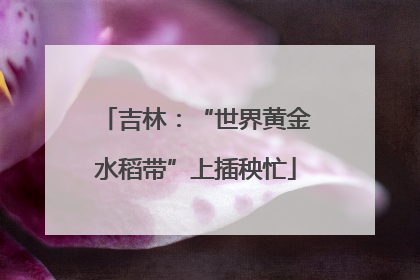 吉林：“世界黄金水稻带”上插秧忙