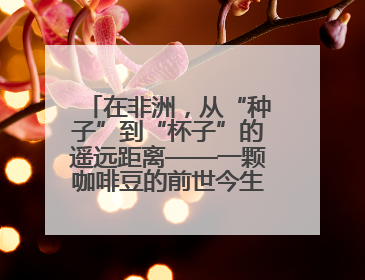 在非洲，从“种子”到“杯子”的遥远距离——一颗咖啡豆的前世今生（三）