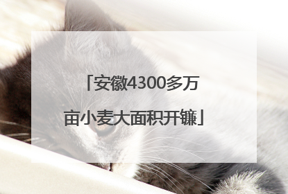 安徽4300多万亩小麦大面积开镰