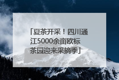 夏茶开采！四川通江5000余亩欧标茶园迎来采摘季