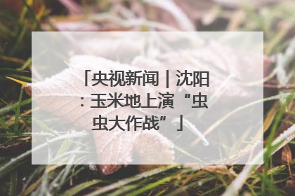 央视新闻｜沈阳：玉米地上演“虫虫大作战”