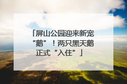 屏山公园迎来新宠“鹅”！两只黑天鹅正式“入住”