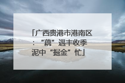 广西贵港市港南区：“藕”遇丰收季 泥中“掘金”忙