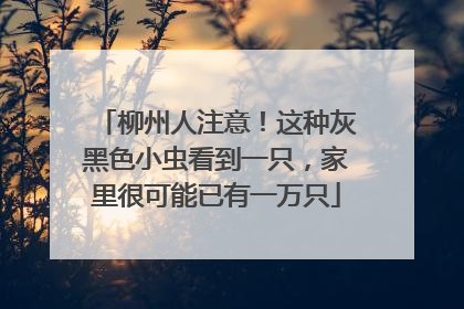 柳州人注意！这种灰黑色小虫看到一只，家里很可能已有一万只