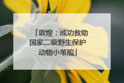 敦煌：成功救助国家二级野生保护动物小苇鳽