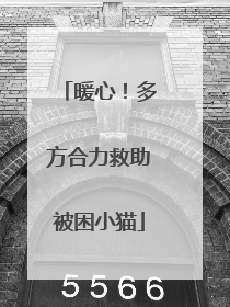 暖心！多方合力救助被困小猫