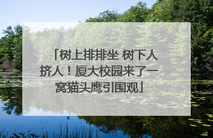 树上排排坐 树下人挤人！厦大校园来了一窝猫头鹰引围观