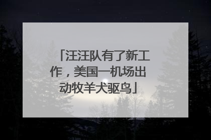 汪汪队有了新工作，美国一机场出动牧羊犬驱鸟
