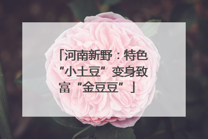 河南新野：特色“小土豆”变身致富“金豆豆”
