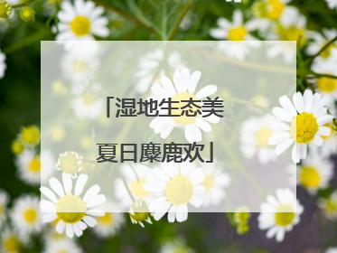 湿地生态美 夏日麋鹿欢