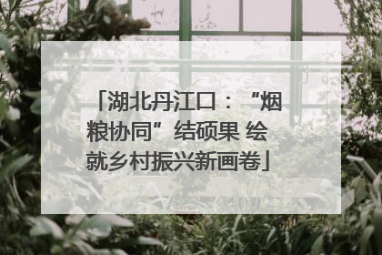 湖北丹江口：“烟粮协同”结硕果 绘就乡村振兴新画卷
