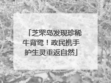 芝罘岛发现珍稀牛背鹭！政民携手护生灵重返自然
