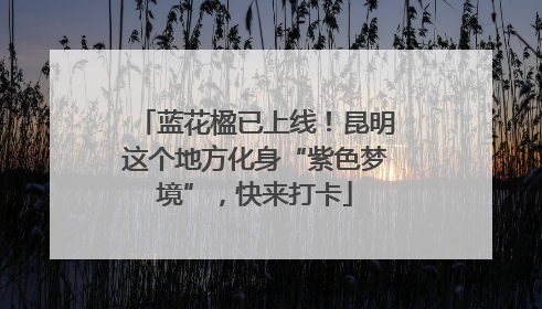 蓝花楹已上线！昆明这个地方化身“紫色梦境”，快来打卡