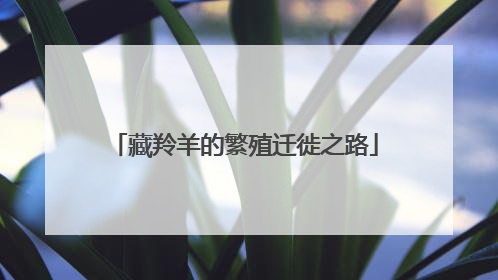 藏羚羊的繁殖迁徙之路
