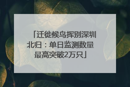 迁徙候鸟挥别深圳北归：单日监测数量最高突破2万只