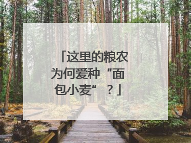 这里的粮农为何爱种“面包小麦”？