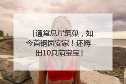 通常悬崖筑巢，如今首钢园安家！还孵出10只萌宝宝