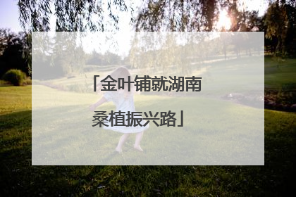金叶铺就湖南桑植振兴路