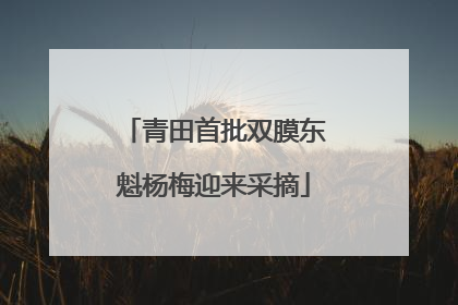 青田首批双膜东魁杨梅迎来采摘