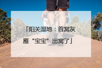 阳关湿地：首窝灰雁“宝宝”出窝了