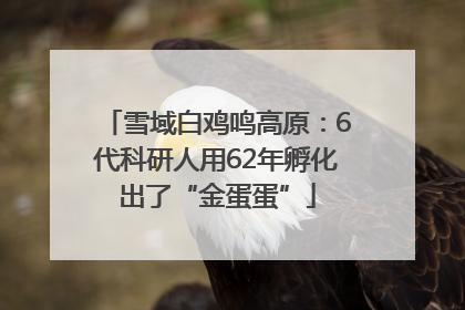 雪域白鸡鸣高原：6代科研人用62年孵化出了“金蛋蛋”
