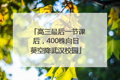 高三最后一节课后，400株向日葵空降武汉校园
