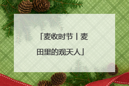 麦收时节丨麦田里的观天人