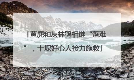 黄麂和灰林鸮相继“落难”，十堰好心人接力施救