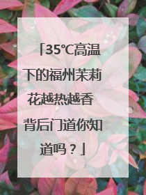 35℃高温下的福州茉莉花越热越香 背后门道你知道吗？